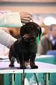 Crufts2011_2 1394